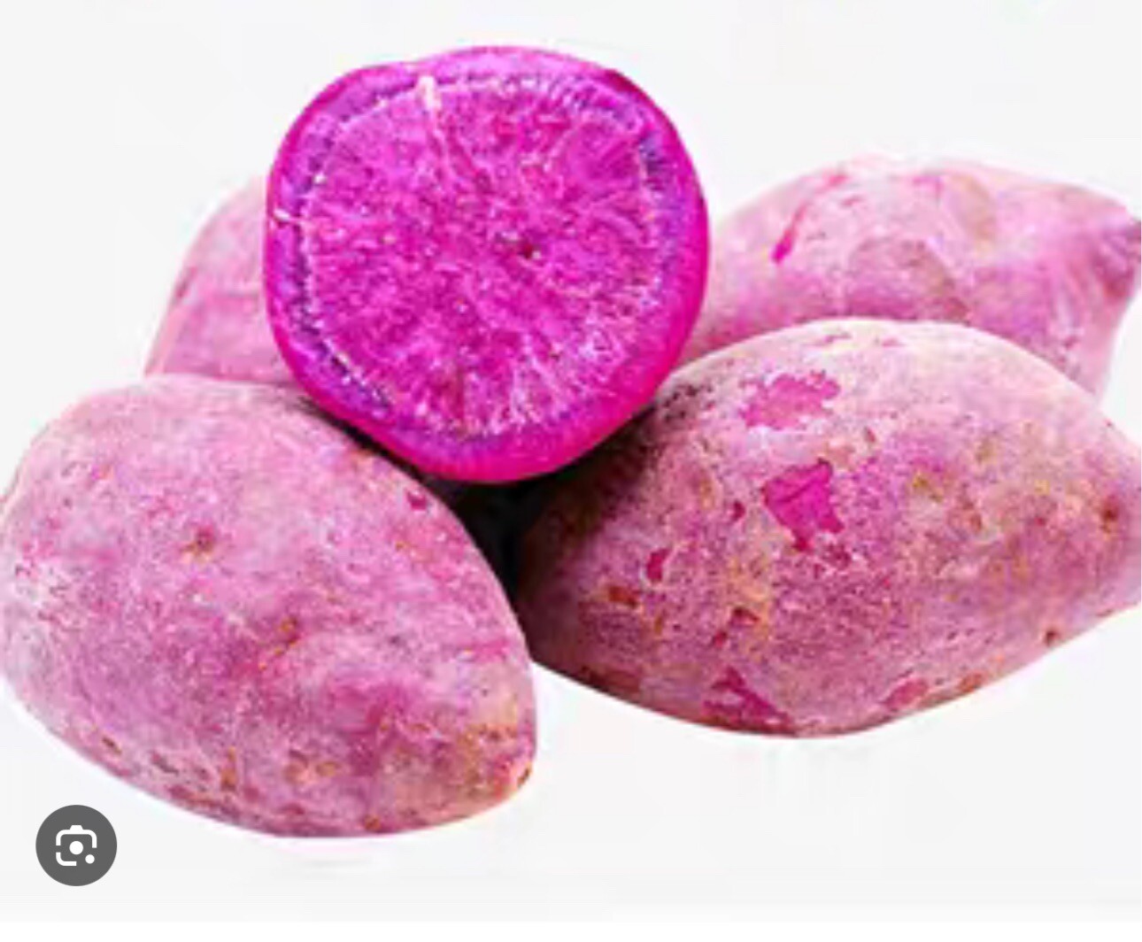 10 Purple Molokai Sweet Potato Slips/ Cuttings / Molokai Sweet Potato Slips