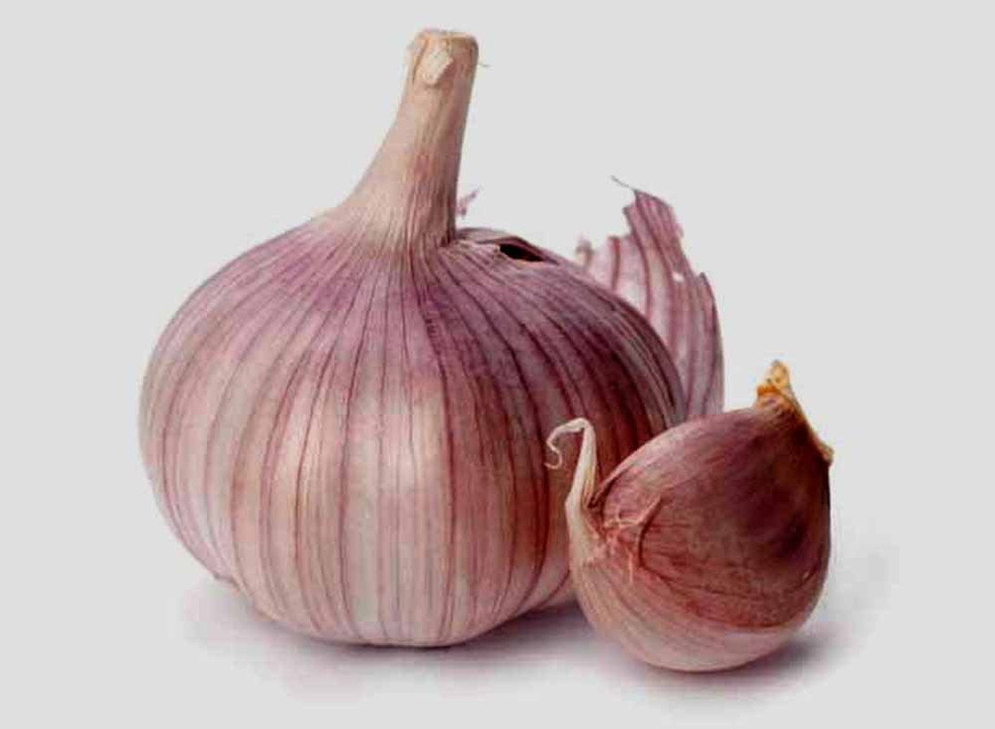 Garlic Bulb (10 Pack), Fresh Siberian HARDNECK Garlic Bulb for Planting and Grow