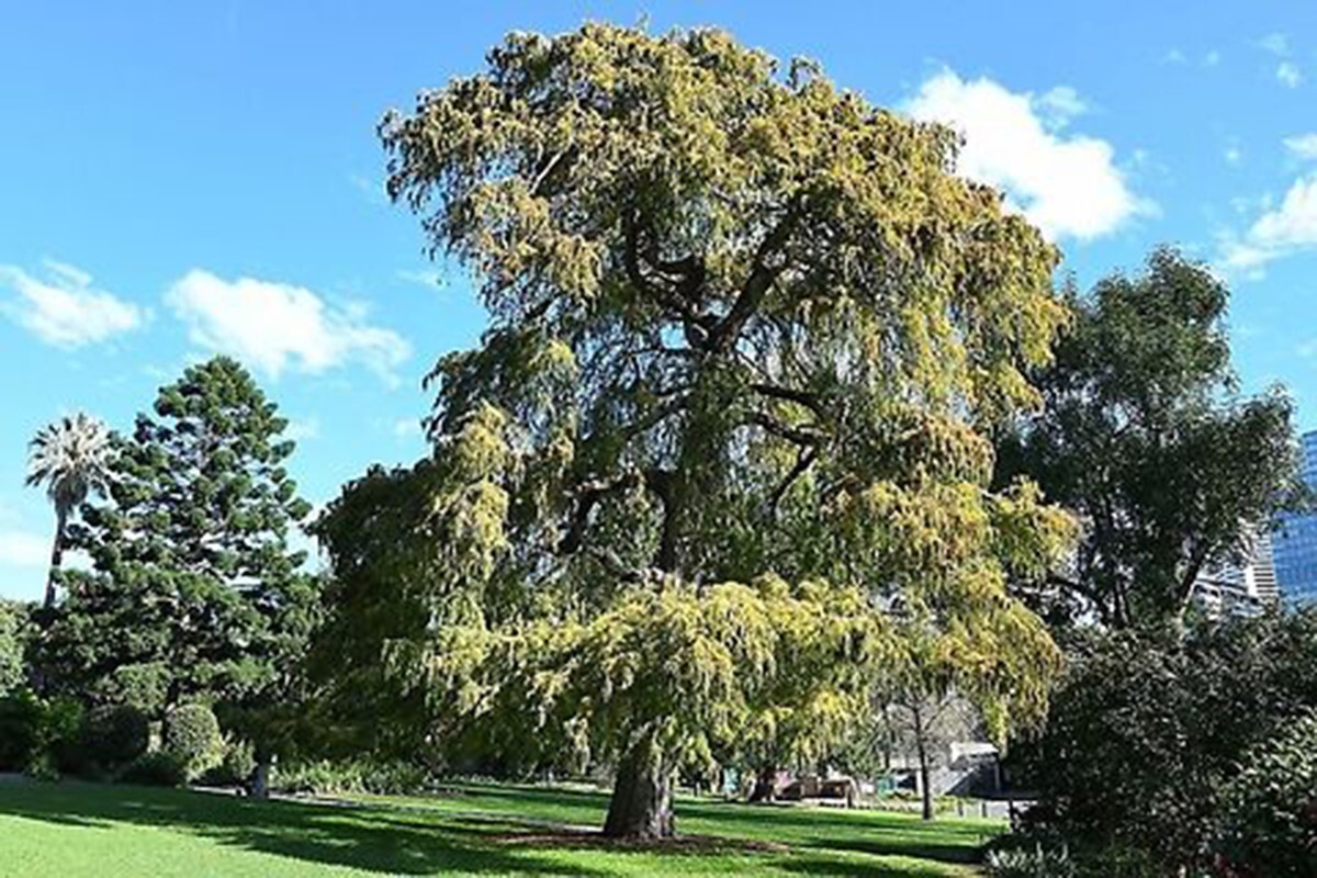 Montezuma Cypress Tree | Premium Seeds | Taxodium mucronatum | Plants’®