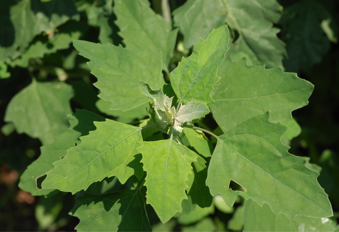 FRESH SEEDS Organic Lamb’s Quarters Chenopodium Album~Wild Spinach~Goose Foot
