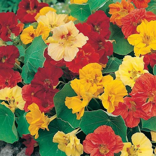 Nasturtium Seeds DWARF JEWEL MIX Beneficial to Gardens Edible Non-GMO 20 Seeds