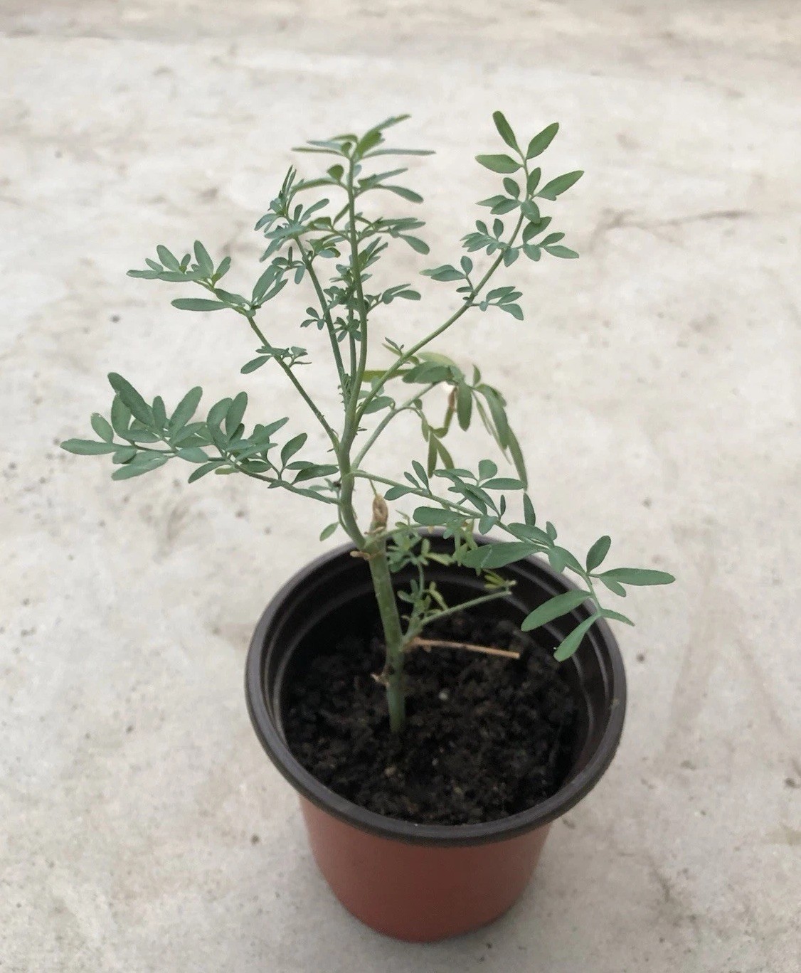 1 Common Rue Plant 6” Ruda Ruta Graveolens Live Plant Ready To Plant