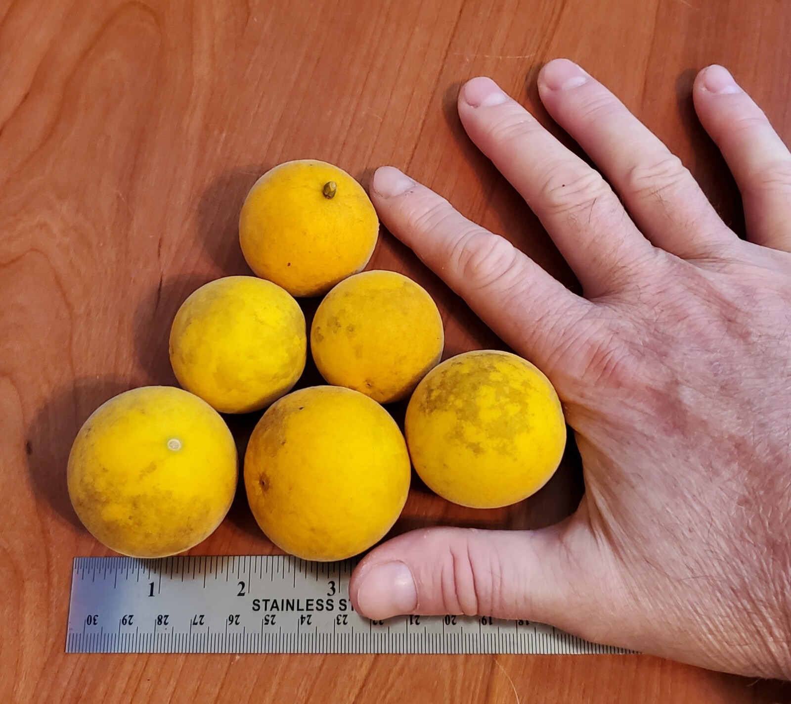 Poncirus Trifoliata Citrus Bush 🍊ACTUAL FRUIT SHIPPED Contain 100+ Seeds Inside