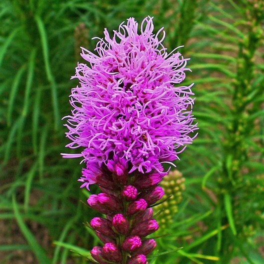 Wildflower Mix NATIVE ALL PERENNIAL Butterflies BEES Heirloom Non-GMO 500 Seeds!