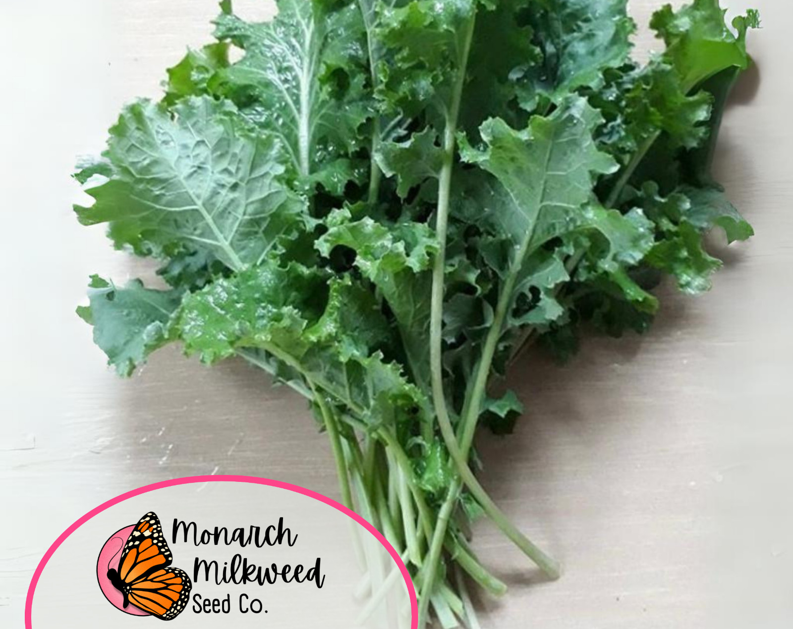 1,900+ Kale Seeds ‘Dwarf Siberian’ | Heirloom Vegetable Garden Seed Packet, USA
