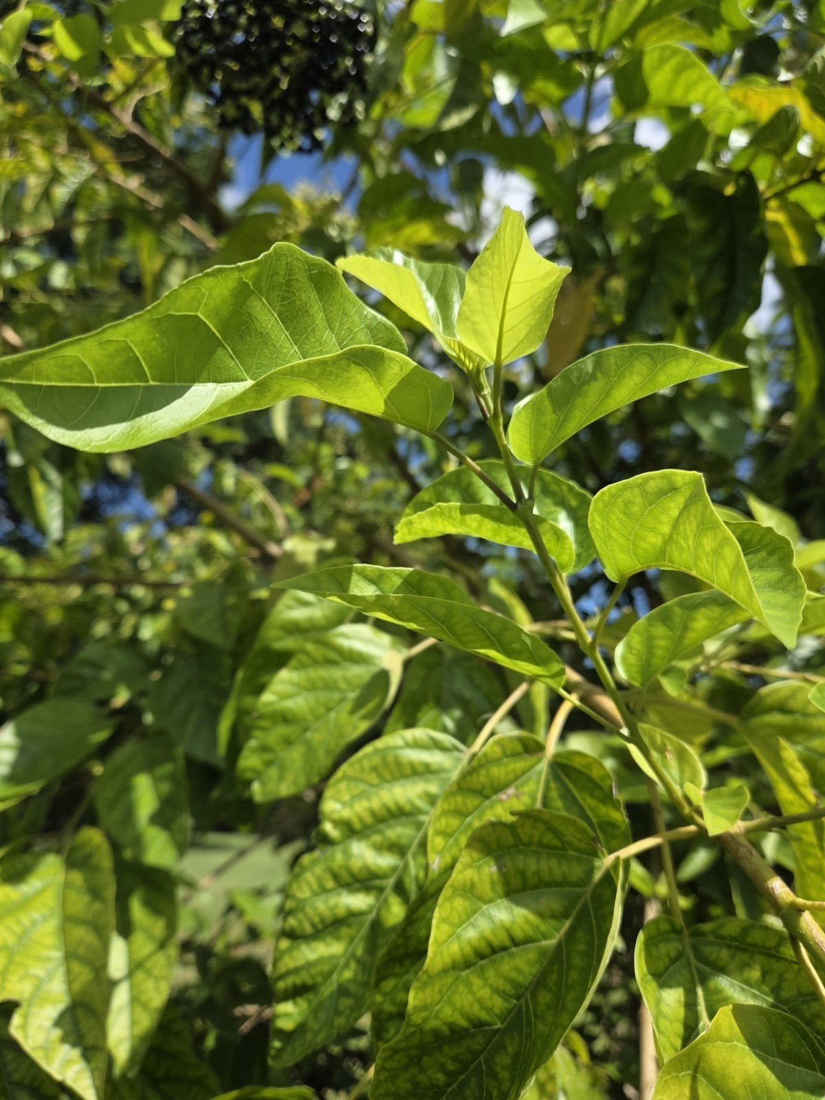 30 seeds of La Cach, cay vong cach,Premna serratifolia L. – harvest Aug-Sept2025