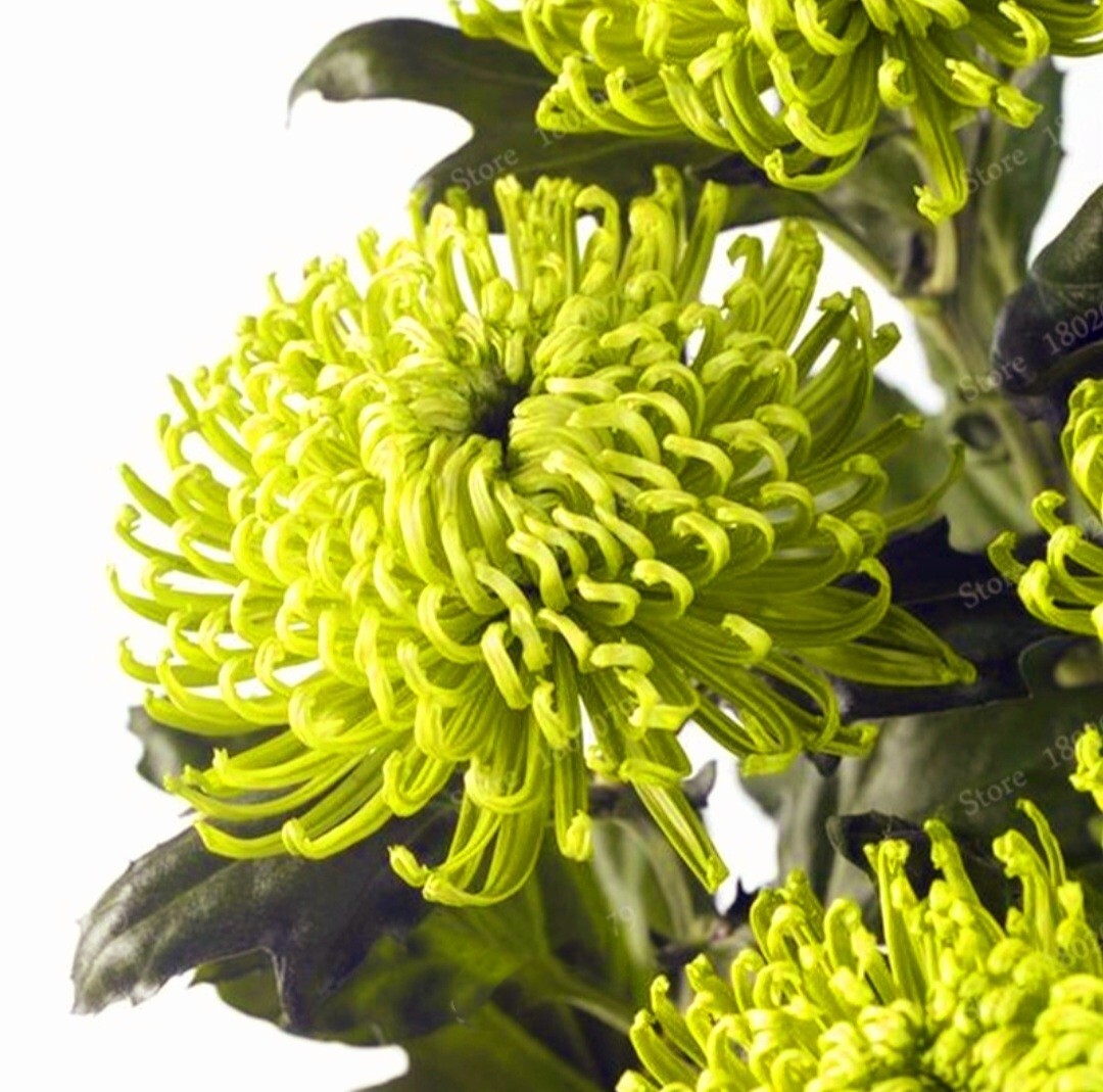 120 Chrysanthemum Seeds Green Flower Authentic Chinese Spider Edible-Tea