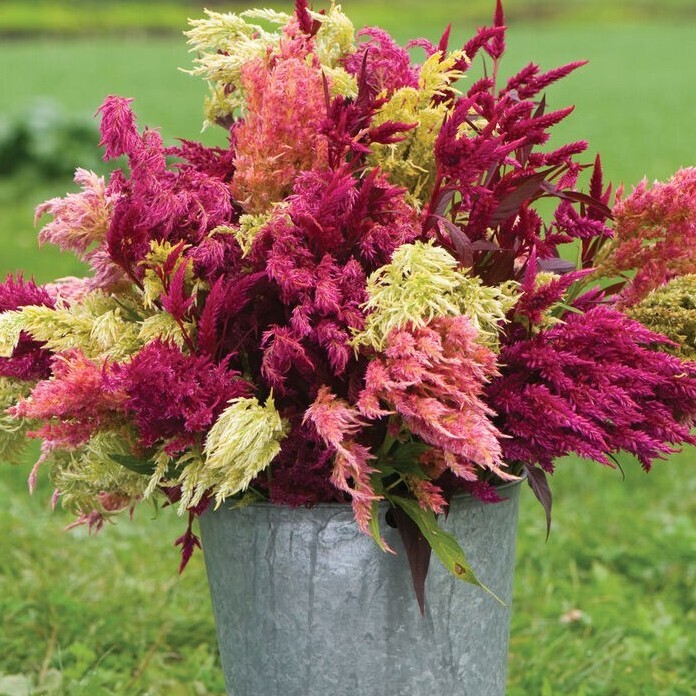 75 Celosia Pampas Plume Mix seeds