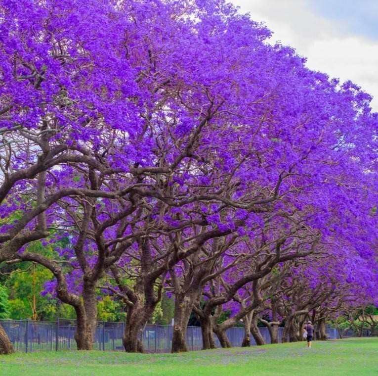 Jacaranda Mimosifolia Bonsai Tree Seeds (1,000 Seeds) + Growing Instructions