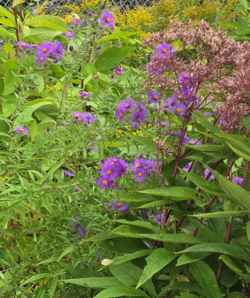 1 gram+ New England Aster Seeds/Symphyotrichum novae-angliae /Native US Plant