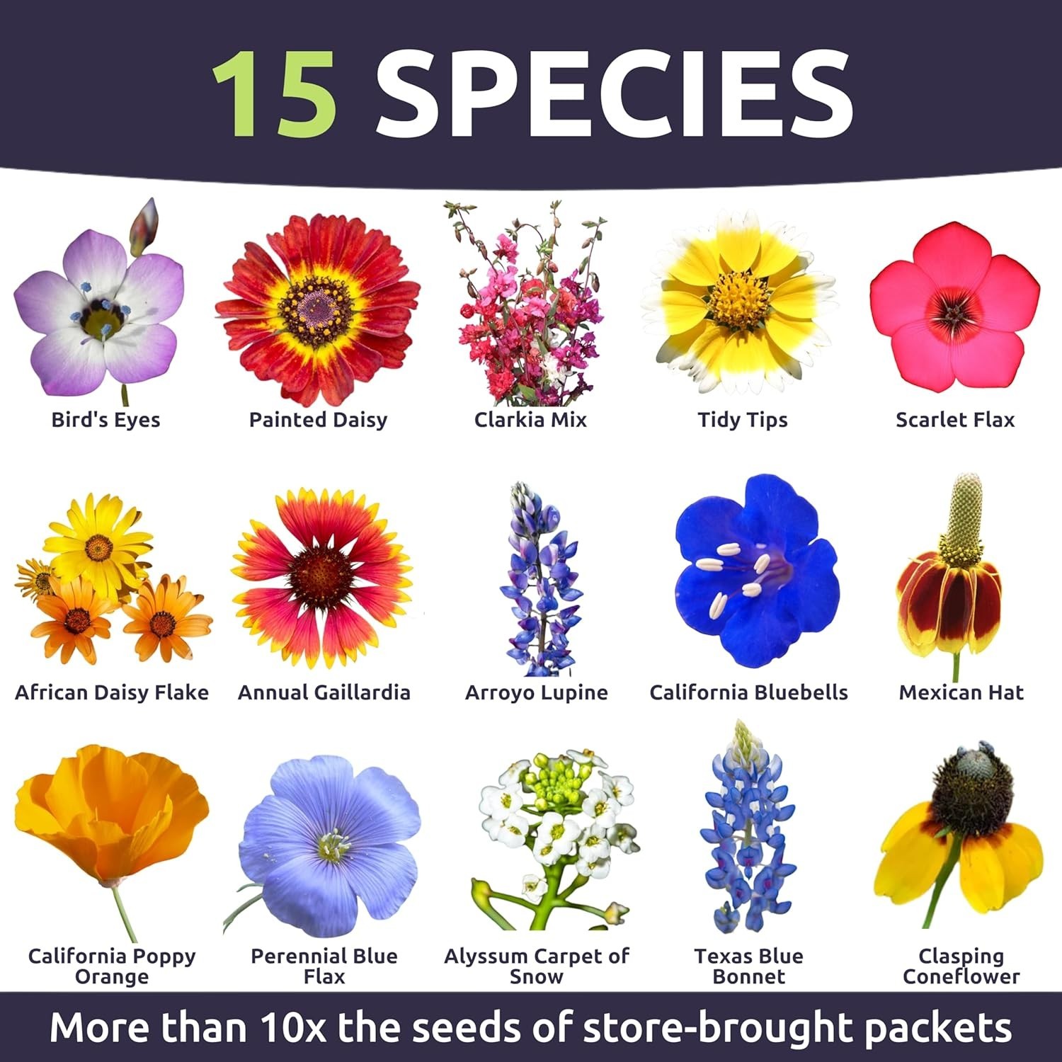 Giftable 1 Ounce Southwest Wildflower Seed Packet with Planting Instructions