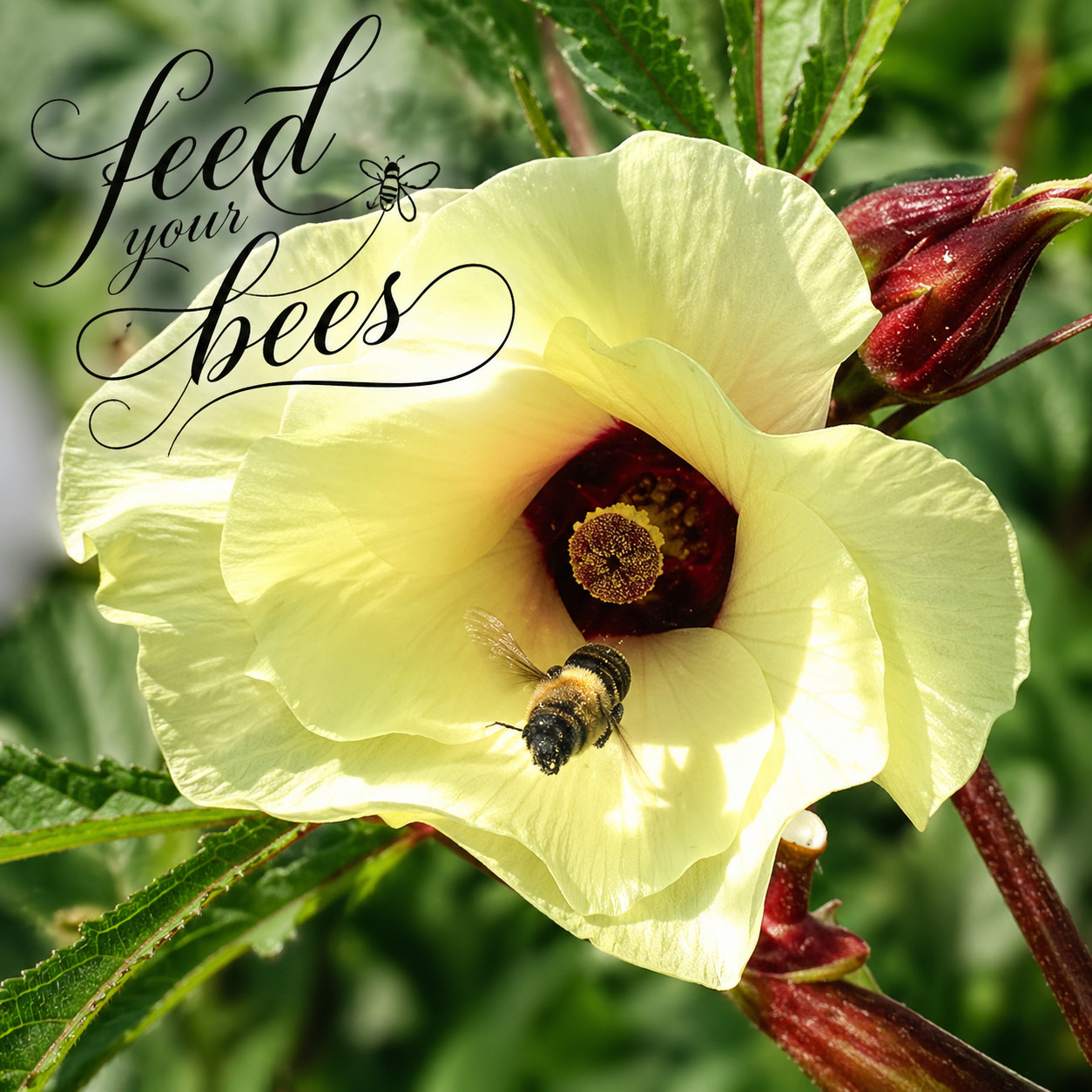 50 Southern Hauler Okra Seeds. Plant Selection for Vigor and Production. Non-GMO