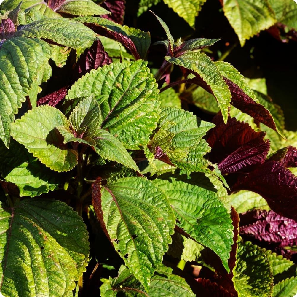 200 Pcs Non-GMO Shiso Seeds for Planting – Red Perilla Heirloom Herb Seeds