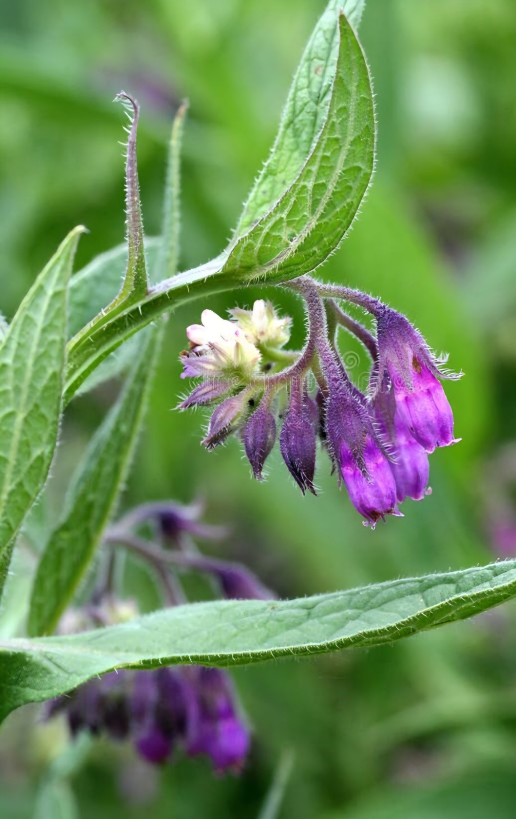 Comfrey SEEDS (symphytum officinale)