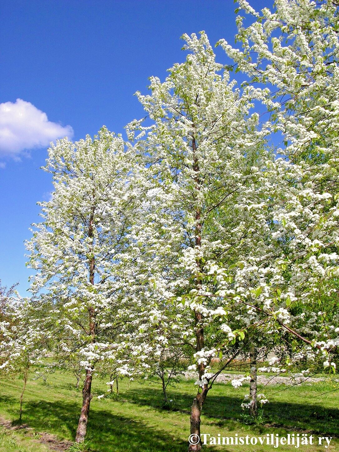 Pin Cherry Tree | Premium Seeds | Prunus pensylvanica ‘Spring’ | Plants’®