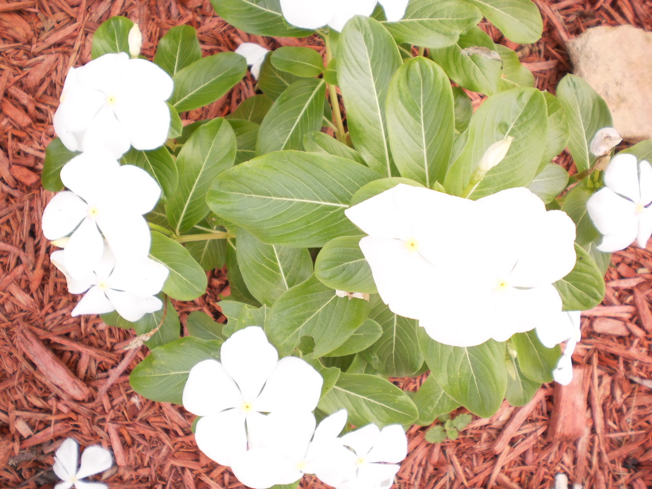 Vinca Flower Plants, 5 + 5 good size plants, Bare Roots, mixed colors, July 2020