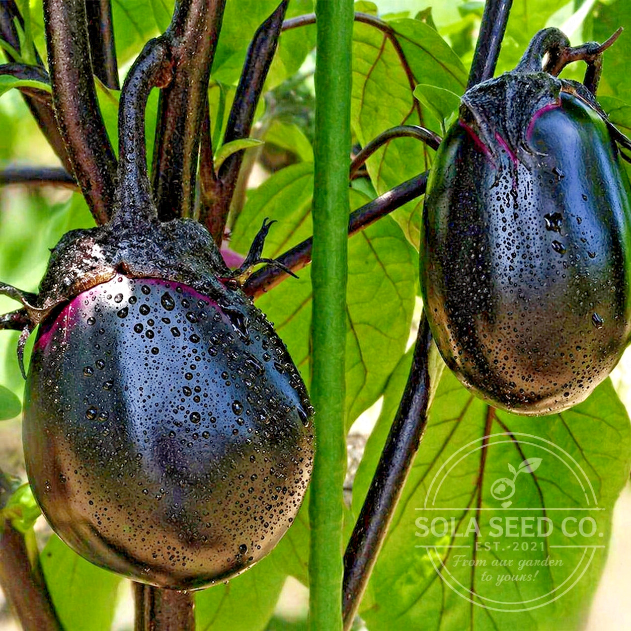 50 Kyoto Hybrid Japanese Eggplant Seeds. Very Productive. Heat Tolerant. Non-GMO