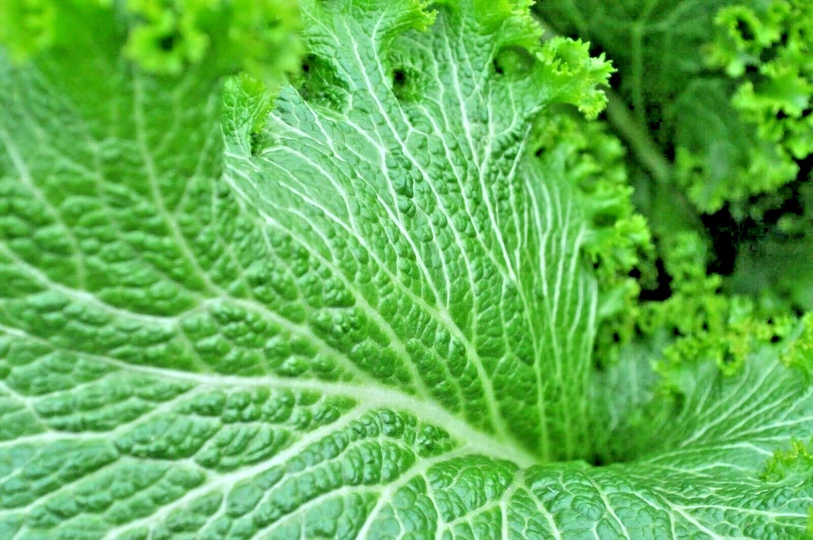 601+GIANT CURLED MUSTARD Seeds Heirloom Vegetable Garden Container Greens Easy