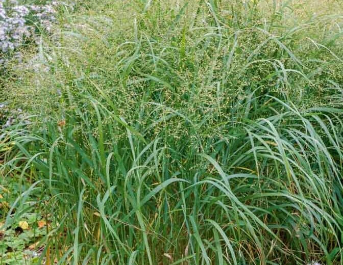 1 lb SWITCHGRASS Seeds Native Tall Grass Prairie Ornamental Perennial pound