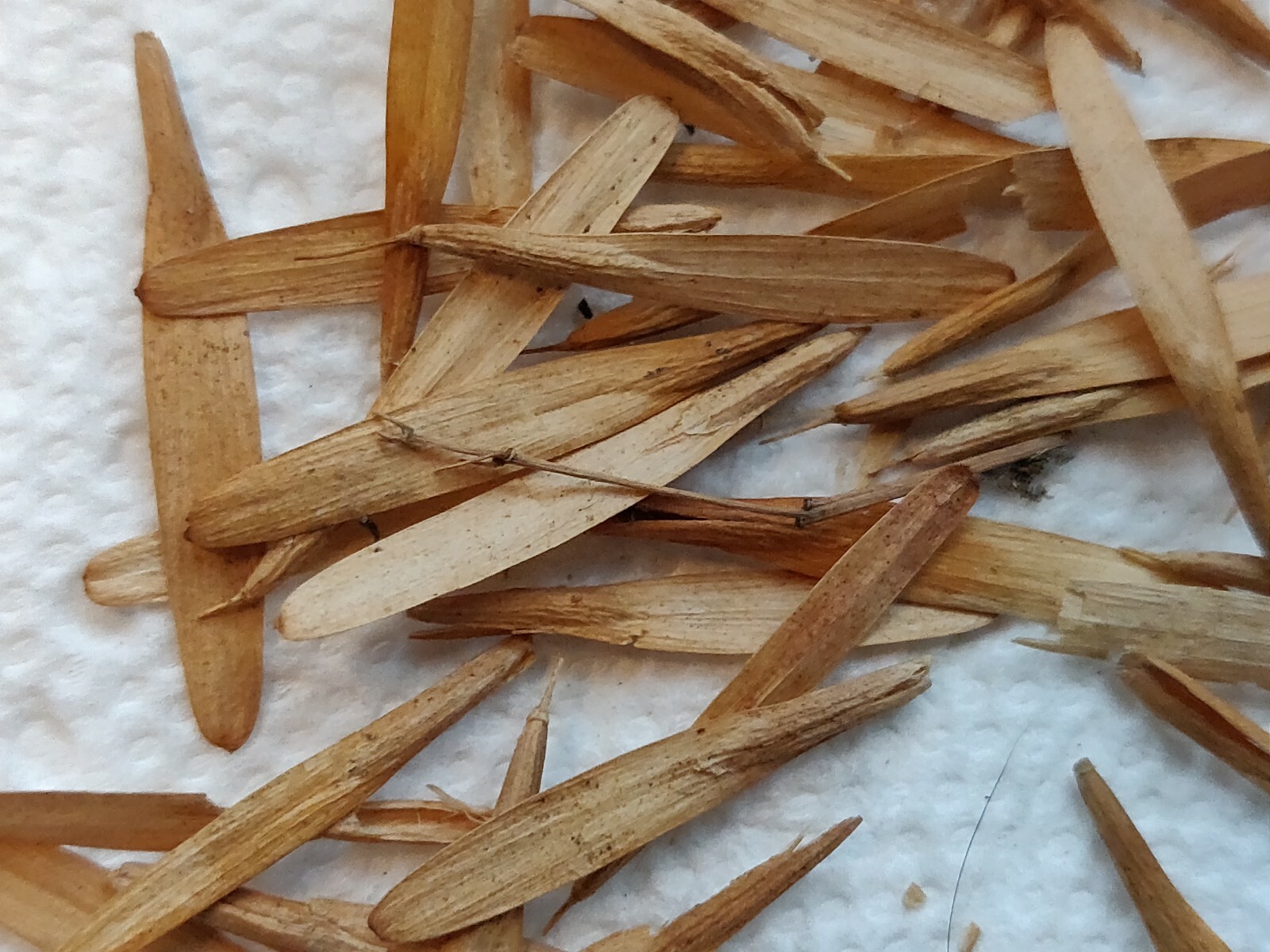 100 ASH TREE SEEDS FOR SHADE-SEMILLAS DE ARBOL DE FRESNO PARA SOMBRA Y MADERA