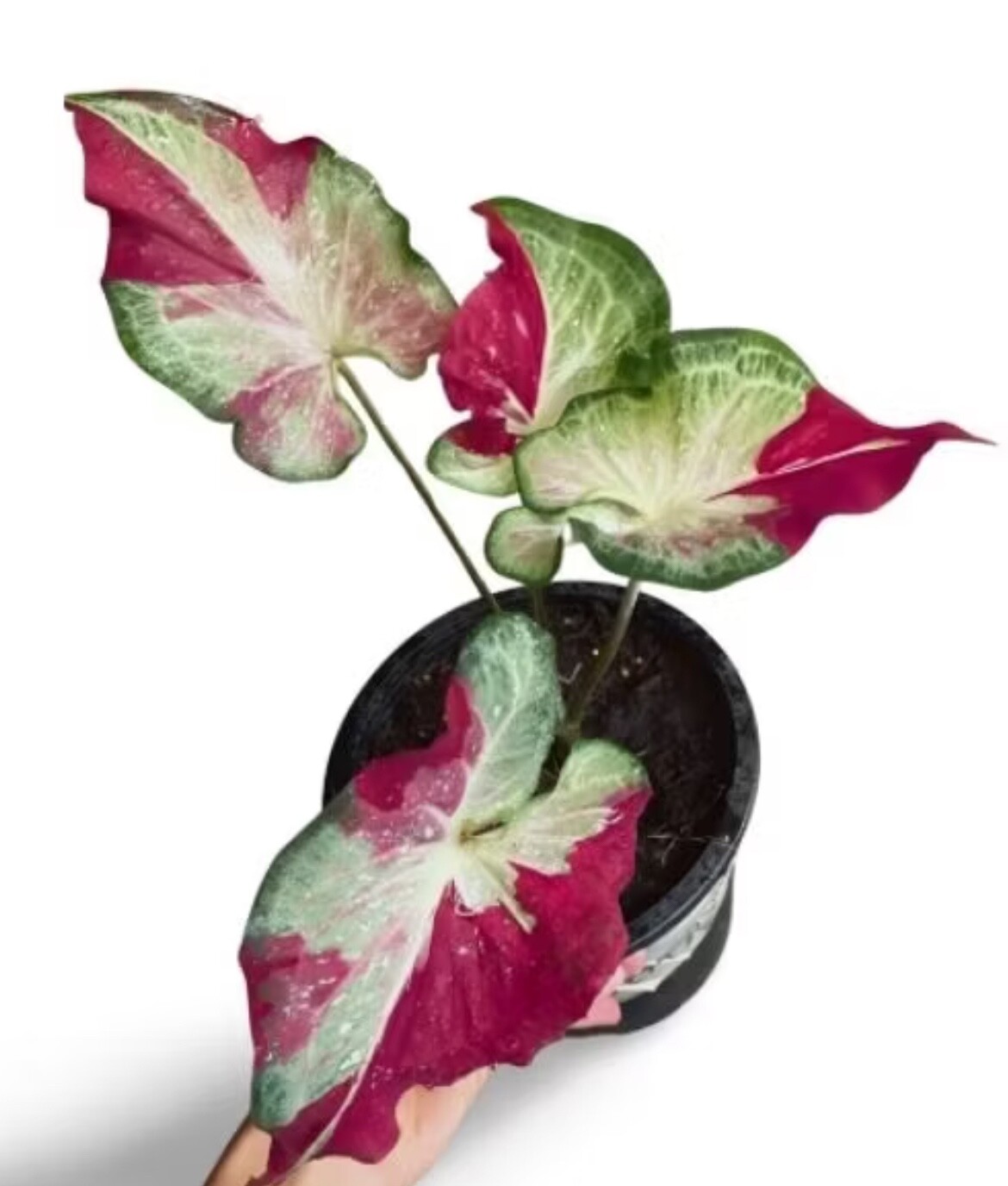 AUTHENTIC Caladium Shycool 1 bulbs