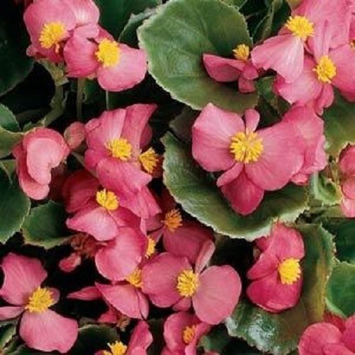Begonia Seed, Wax Pink Begonias, Wax Begonias, Heirloom NON-GMO Flower Seed 75ct