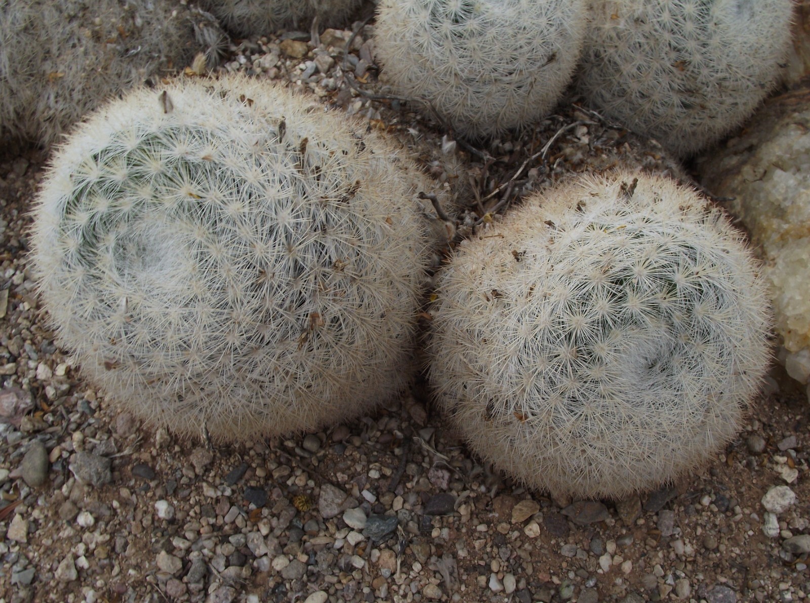 Mammillaria candida 25 Seeds – Snowball Cactus
