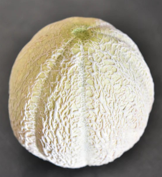 40 Heirloom Schoons Hardshell Melon Seeds Rare Old Timey Cantaloupe – 4-5 Pounds