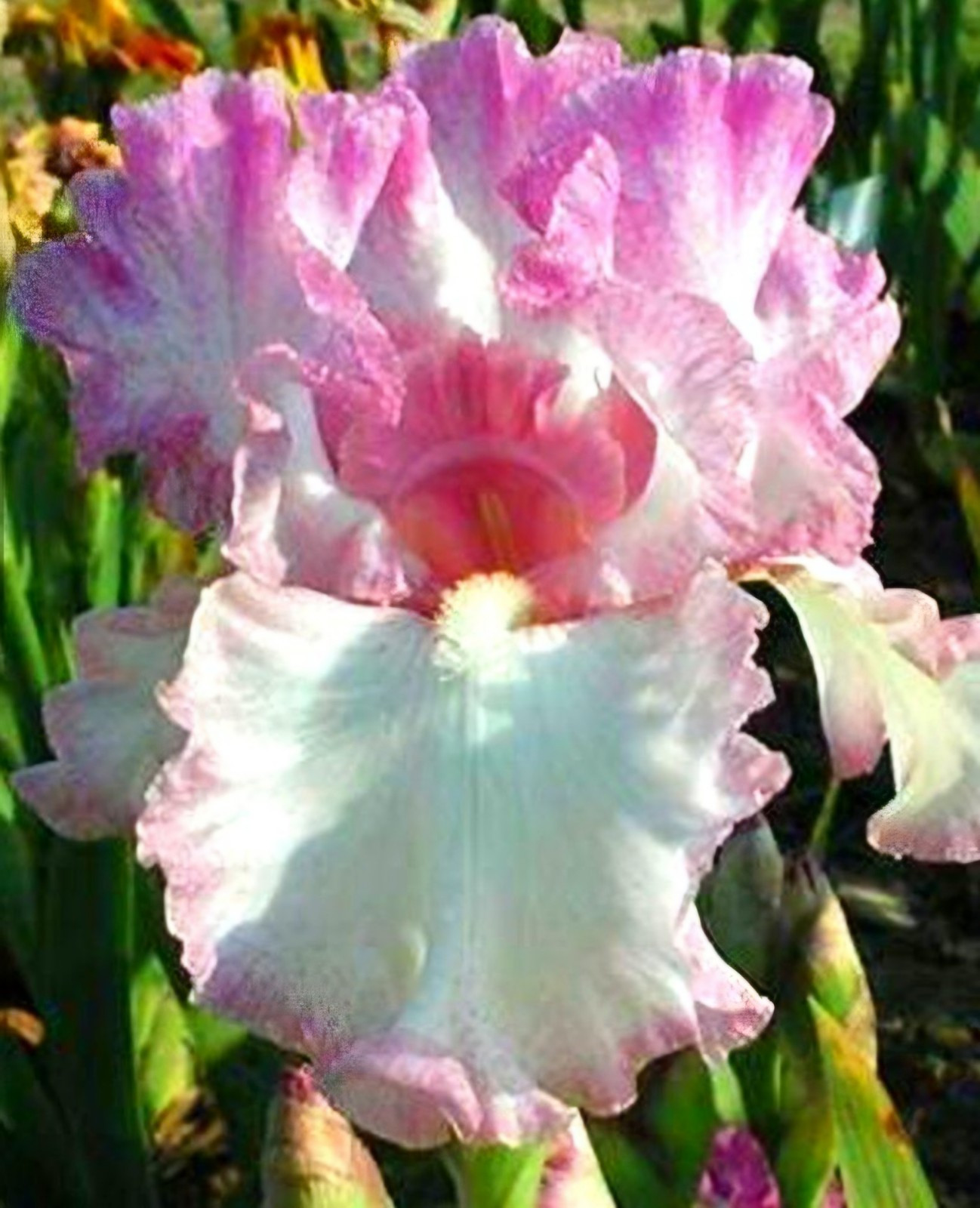 3) Iris Rhizome Bulb /Reblooming /Tall Heirloom