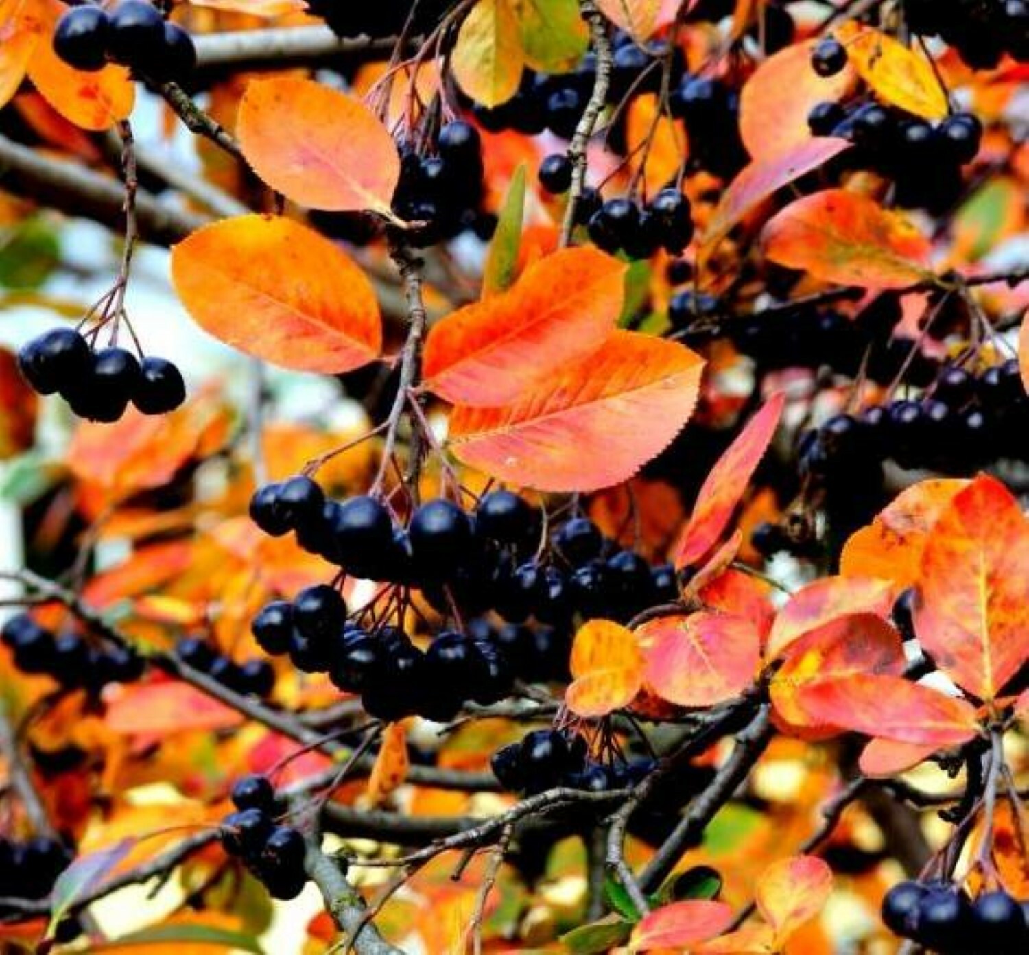 2-3 ft tall Viking Aronia melanocarpa – Black chokeberry, plant potted