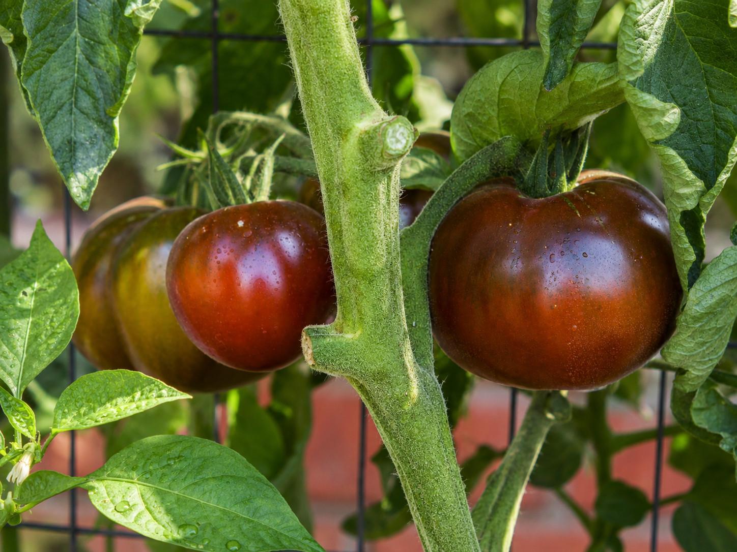 100 Heirloom Black Prince Tomato Seeds – Mahogany Indeterminate from Siberia