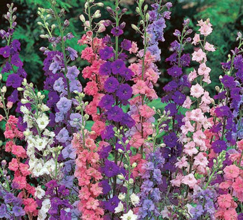 DELPHINIUM, GIANT IMPERIAL 1000+ SEEDS A GREAT CUT FLOWER