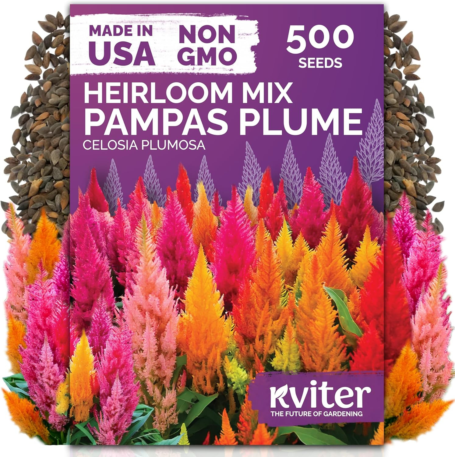 500 Mixed Pampas Plume Seeds for Planting (Celosia Plumosa) – Celosia Flower See
