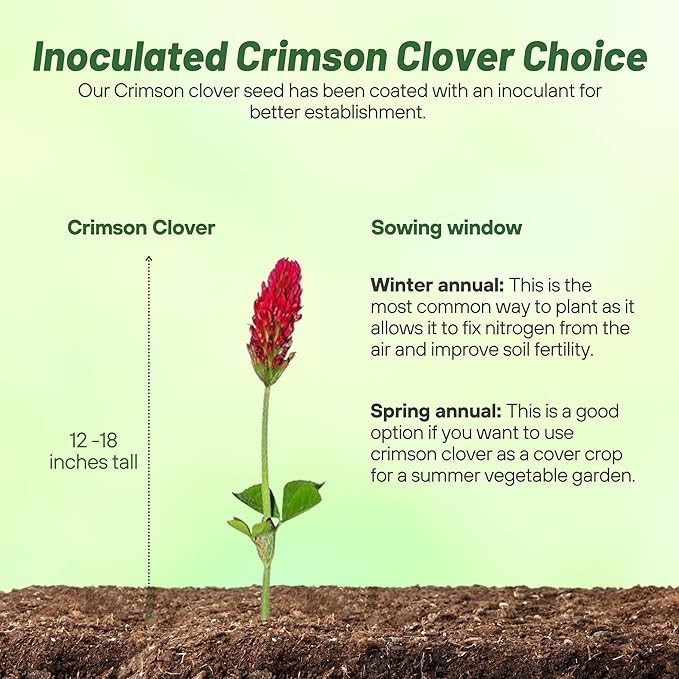 40 LBS – Inoculated Bulk Crimson Clover Seed For Planting Pastures, Cover