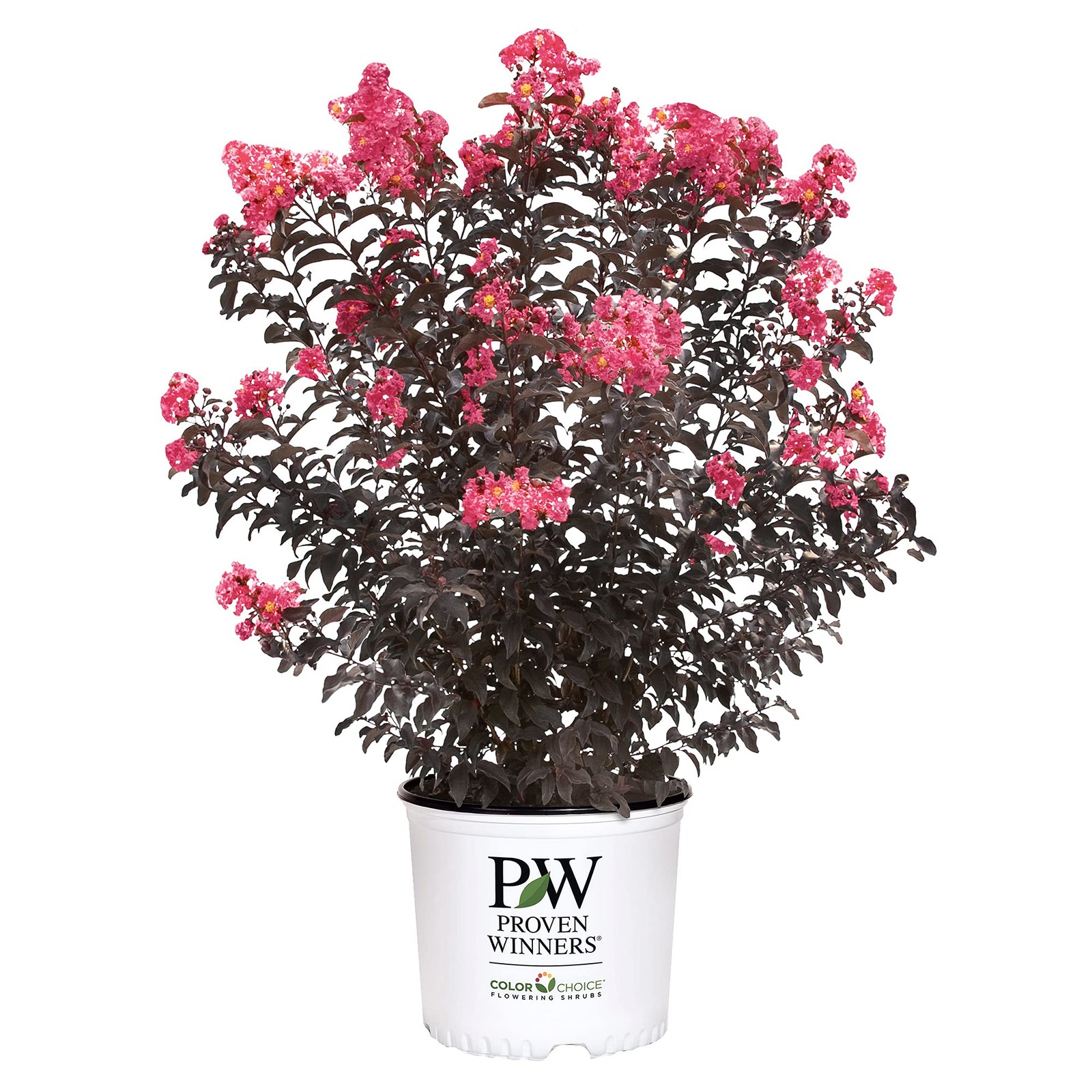 2 Gal. Center Stage Coral Crape Myrtle Shrub