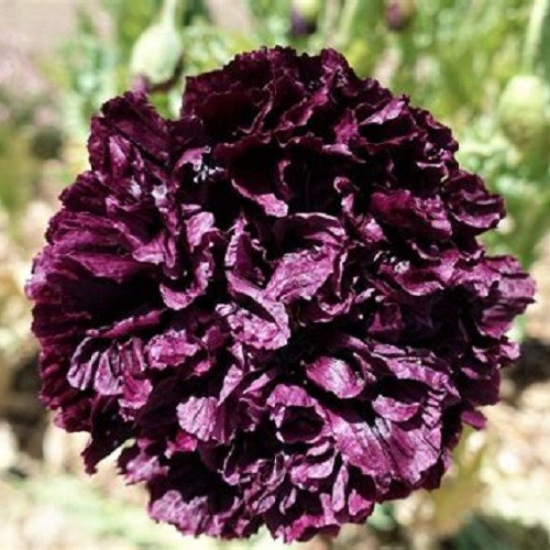Black Cloud Peony Poppy Seeds Double Petalled Black Papaever somniferum Heirloom
