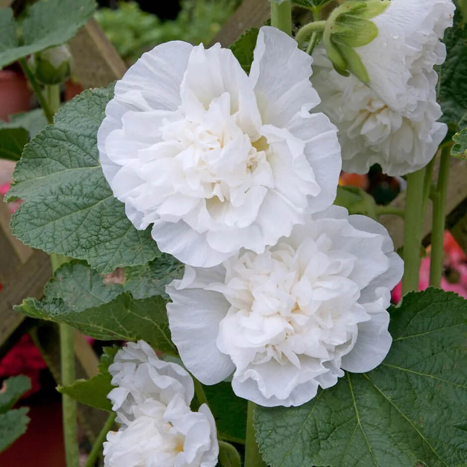 Chaters Double White Hollyhock Seeds | Non-GMO | Free Shipping | Seed Store 1195