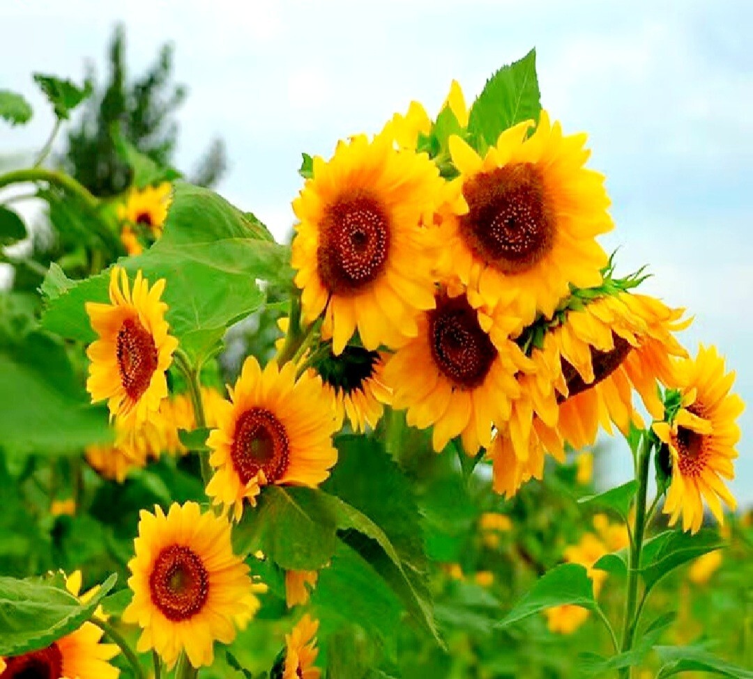 40 Seeds Colorful Sunflower Multi-head dense Sunflower seeds Non-GMO Individual
