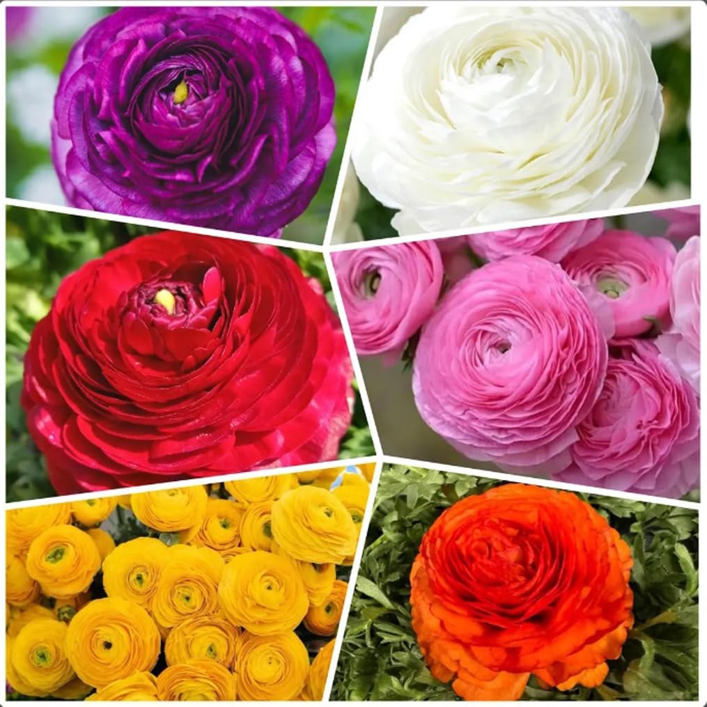 10 PCS Mixed Color Ranunculus Bulbs Fall Planting Spring Blooms Flower