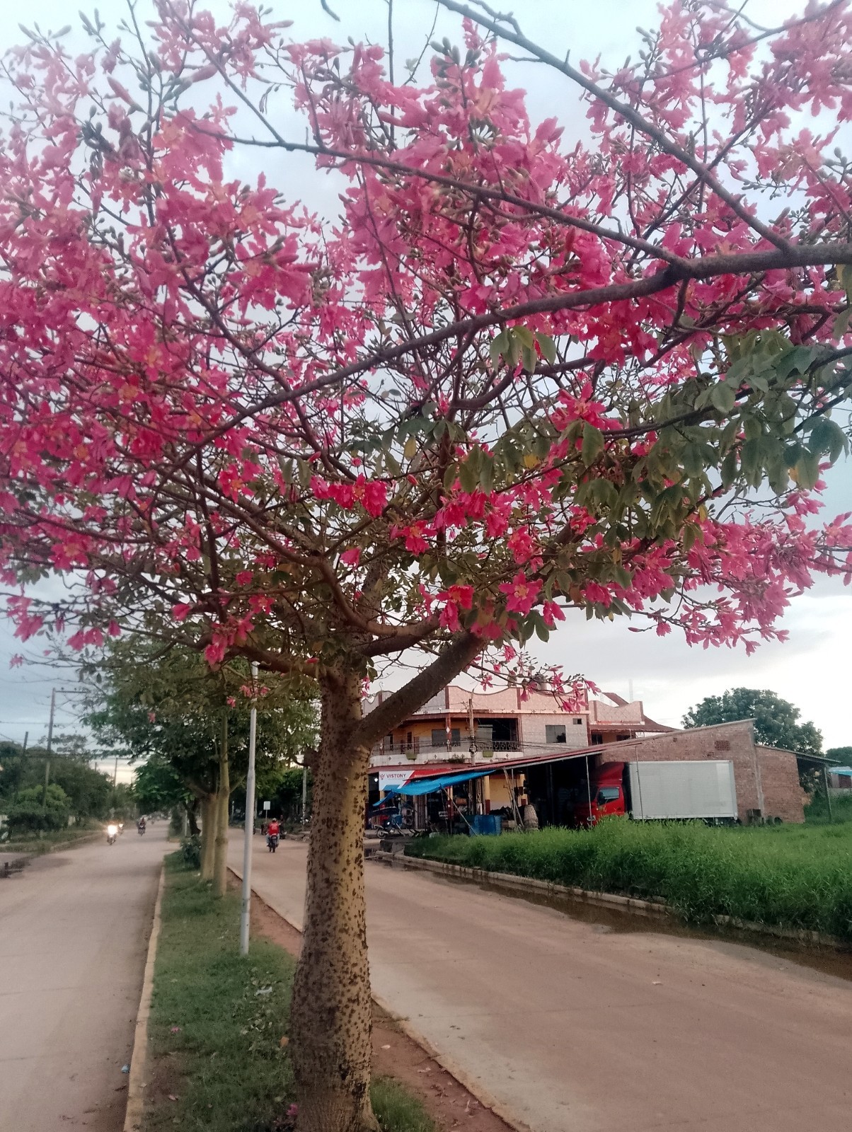 Silk Floss Tree Seeds (Ceiba speciosa) Rare Exotic Pink Flower Bottle Tree
