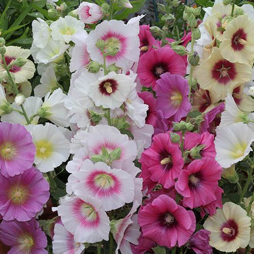 Hollyhock Flower Seeds, VARIOUS COLORS