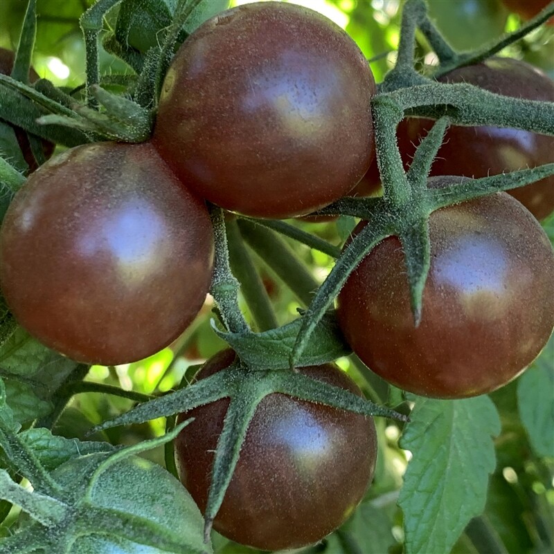 Organic Black Cherry Tomato Seeds 2025 GARDEN FREE Shipping