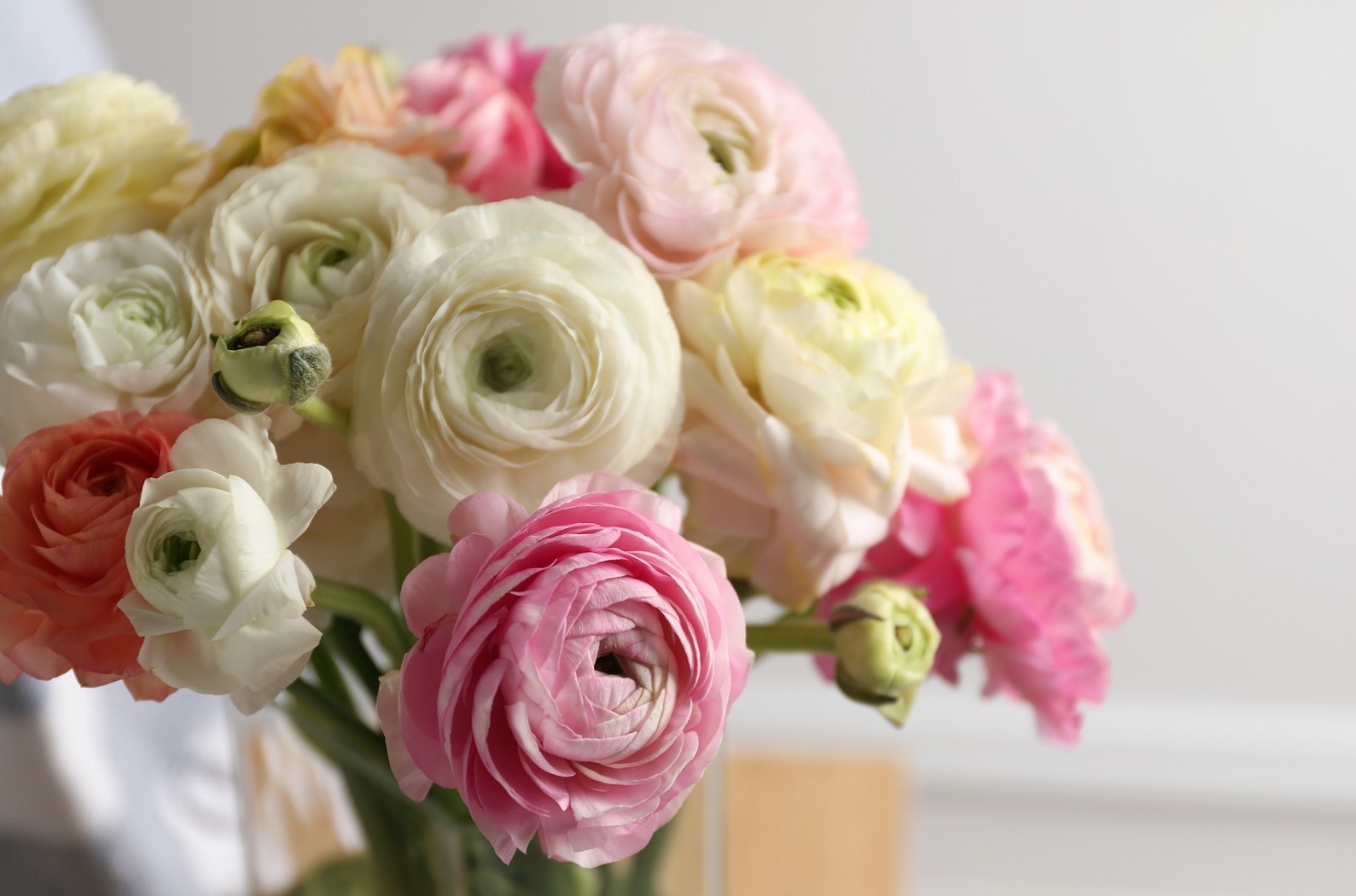 Ranunculus PINK 15 Bulbs Persian Buttercup Peony Rose 7+ Corms Wedding Flowers