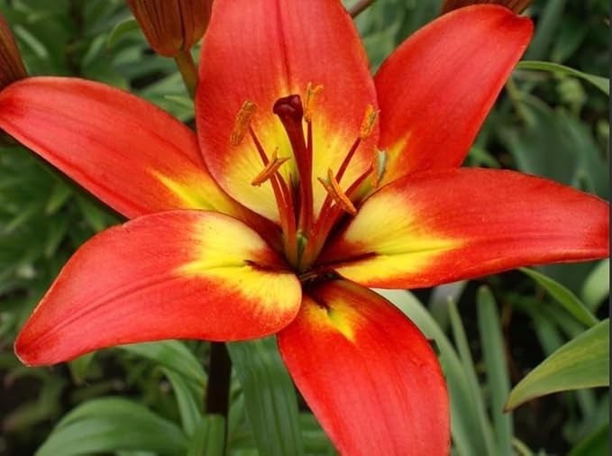 Forever Linda Lily Bulbs for Planting – Striking Crimson and Yellow (5 Bulbs)