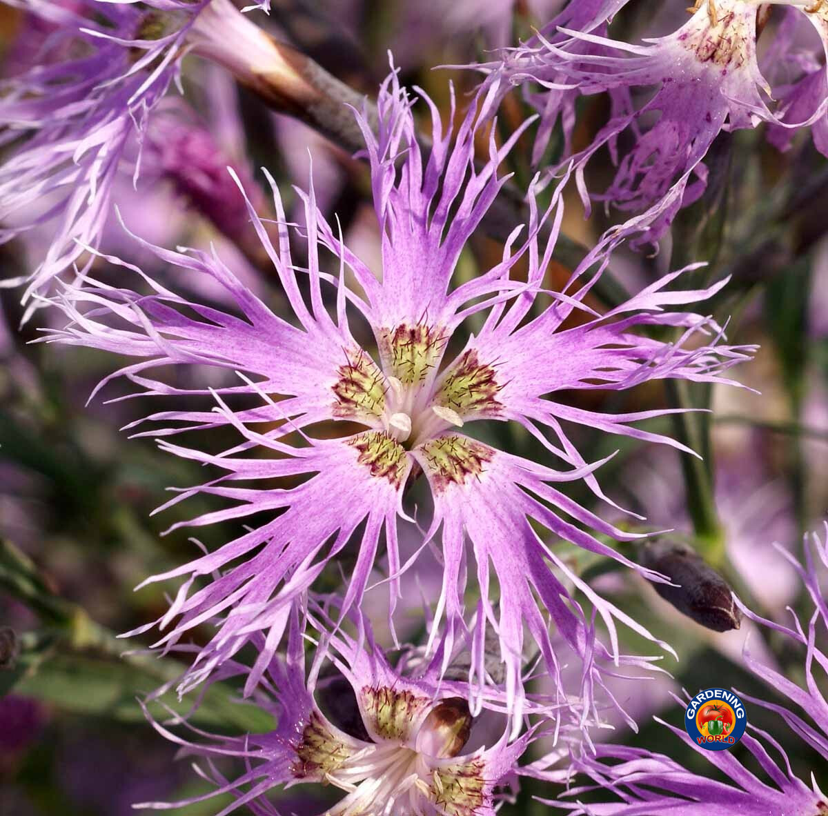 1oz Dianthus Rainbow Loveliness Mixed Flower Seeds (50,000+ Seeds)