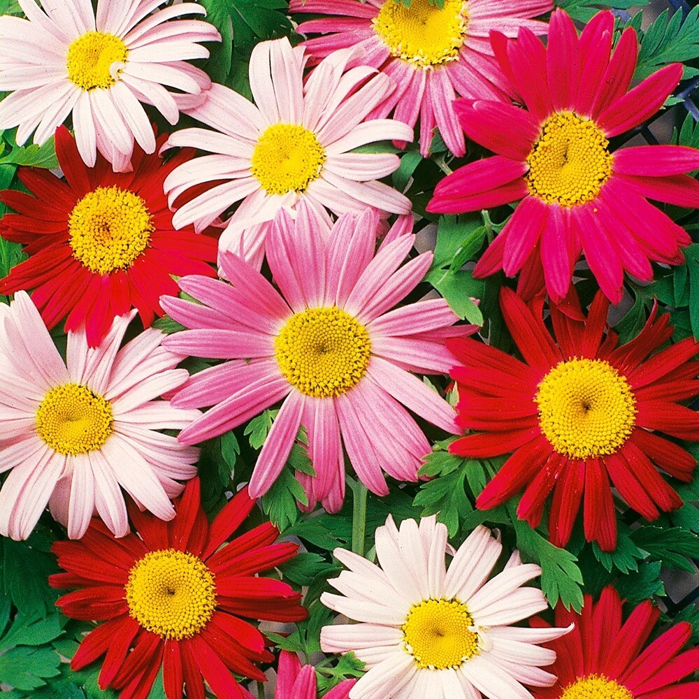 50 + Painted Daisy Robinson Giant Mix Seeds/ Perennial/ Non-GMO / Free Shipping