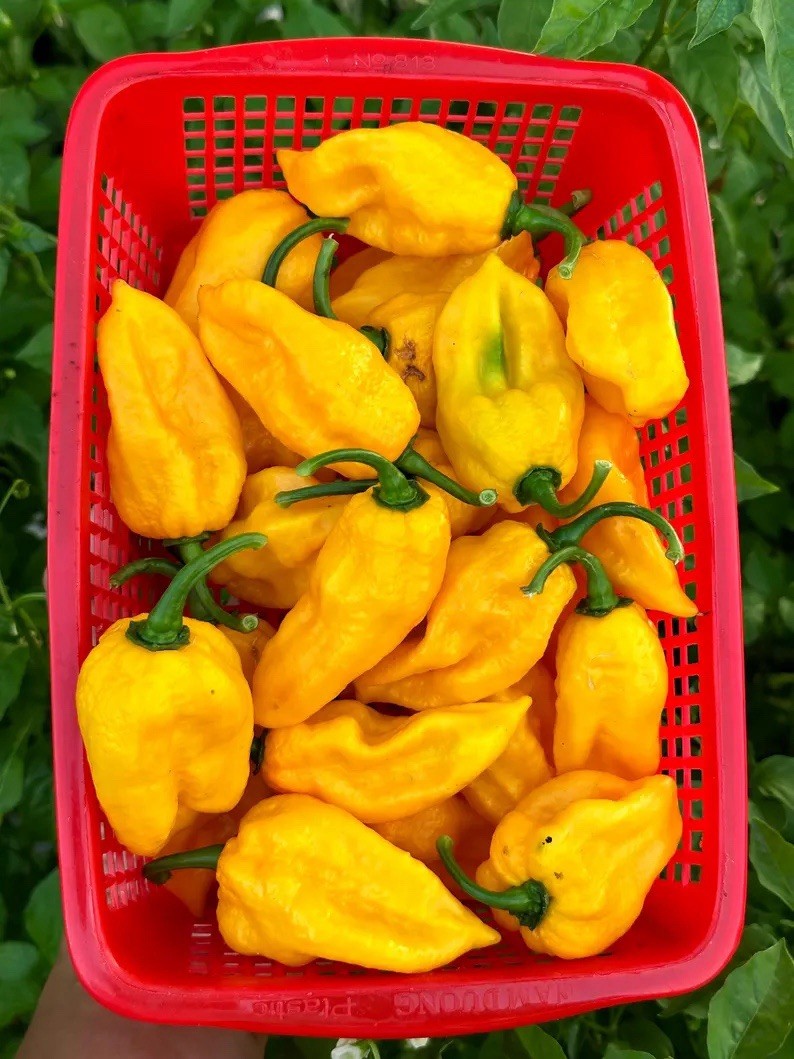 Lucifer Lemon Pepper Seeds