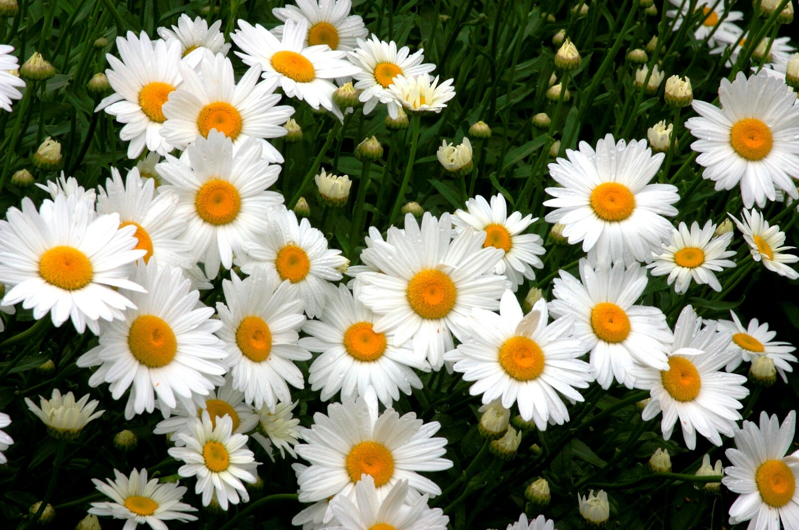 Shasta Daisy 200 SEEDS ORGANIC PERENNIAL ATTRACTS HUMINGBIRDS BUTTERFLIES +GIFT