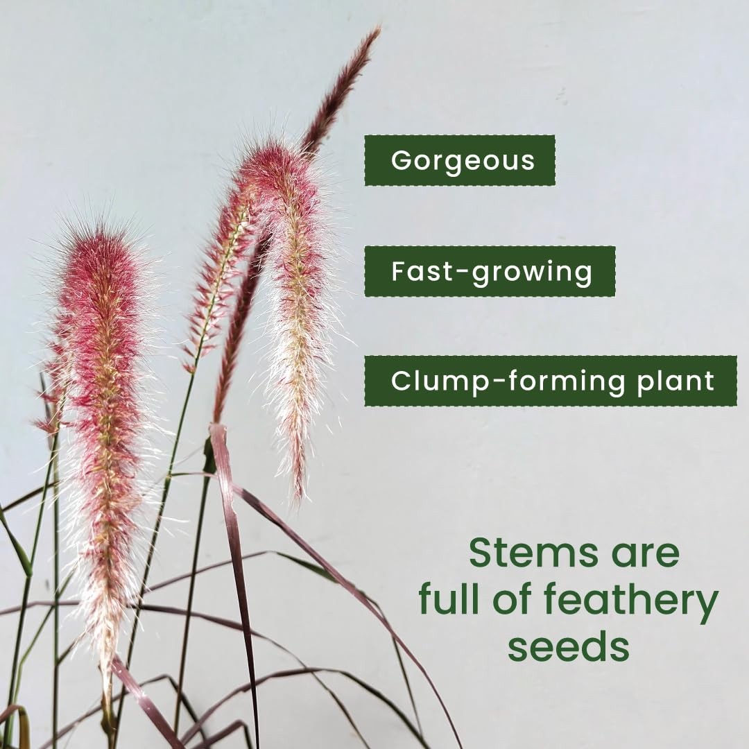 Purple Fountain Grass – 10-Inch with Pot – Live Ornamental Grass Plant, Droug…
