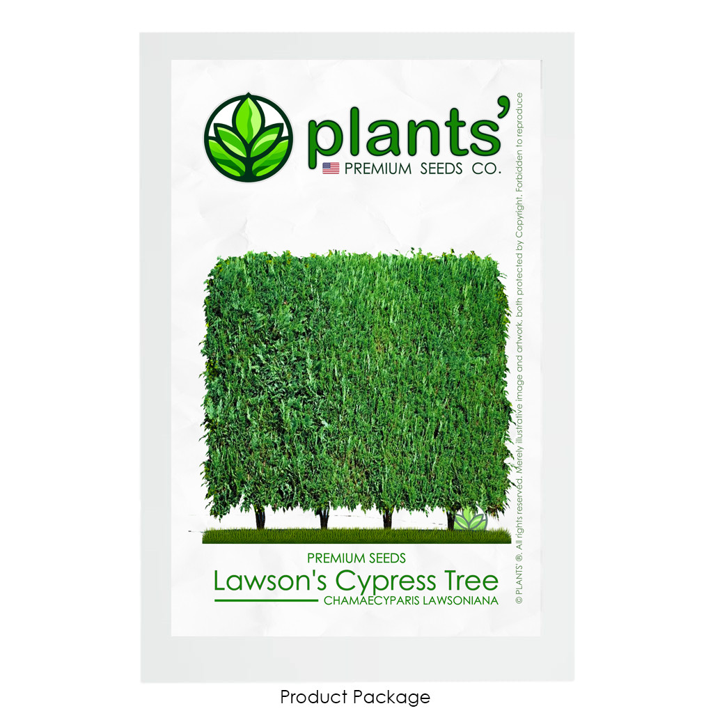 Lawson’s Cypress Hedge | Premium Seeds | Chamaecyparis lawsoniana | Plants’®